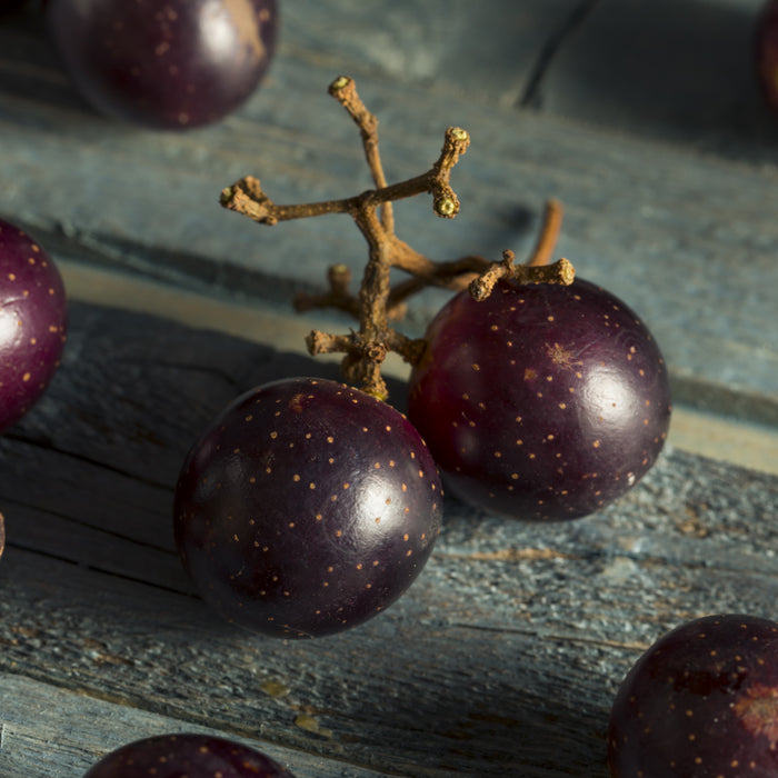 Nesbitt Muscadine Grape