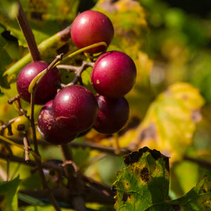 Nesbitt Muscadine Grape