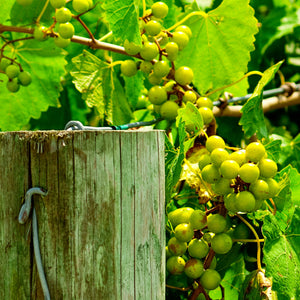 Triumph Muscadine Grape Vine