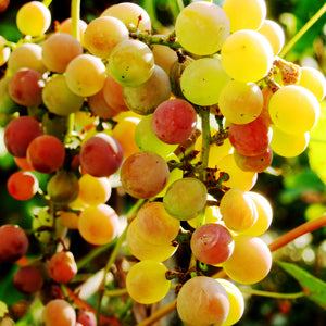 Triumph Muscadine Grape Vine