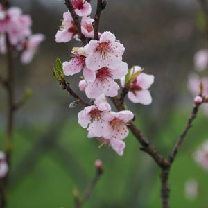 Flavortop Nectarine Tree