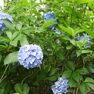 Nikko Blue Hydrangea Bare Root