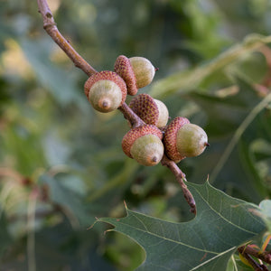 Northern Red Oak Tree GT