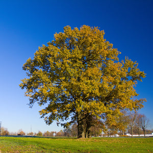 Overcup Oak Bare Root