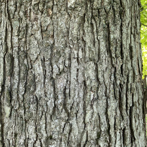 Overcup Oak Seedling