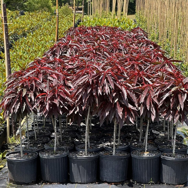 Bonfire Patio Peach Tree Green Thumbs Garden