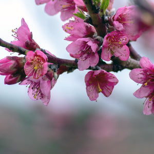 Bonfire Patio Peach Tree