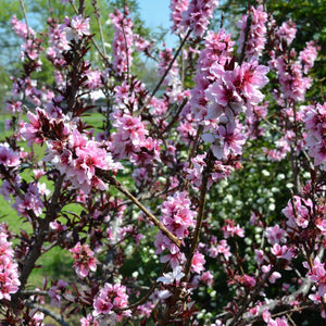 Bonfire Patio Peach Tree