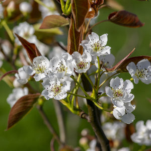 Olympic Giant Pear Tree