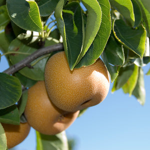 Olympic Giant Pear Tree