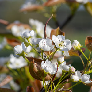 Hosui Asian Pear Tree