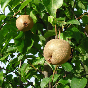 Hosui Asian Pear Tree