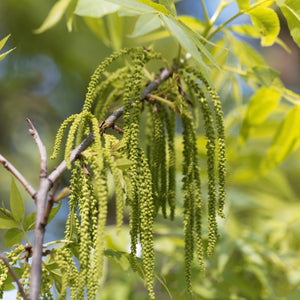 Hardy Pecan Tree GT