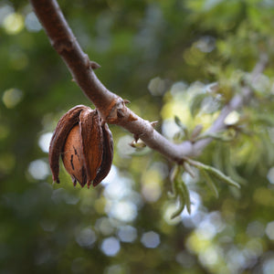 Hardy Pecan Tree GT