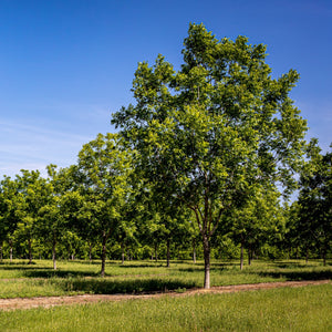 Hardy Pecan Tree GT