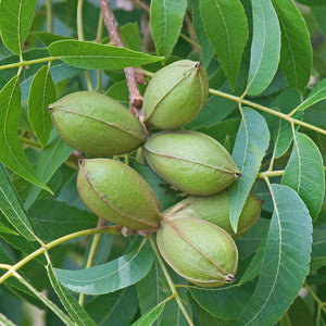 Hardy Pecan Tree GT