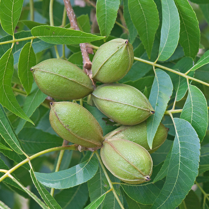 Hardy Pecan Tree GT