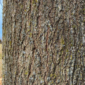 Pin Oak Tree Bare Root