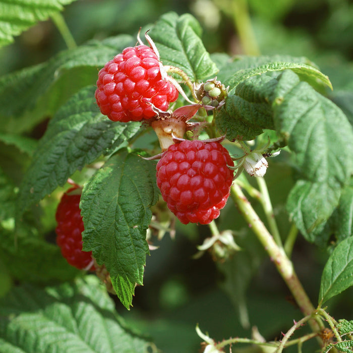 Caroline Raspberry