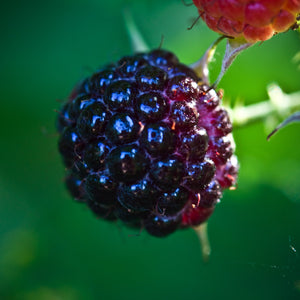 Glencoe Raspberry