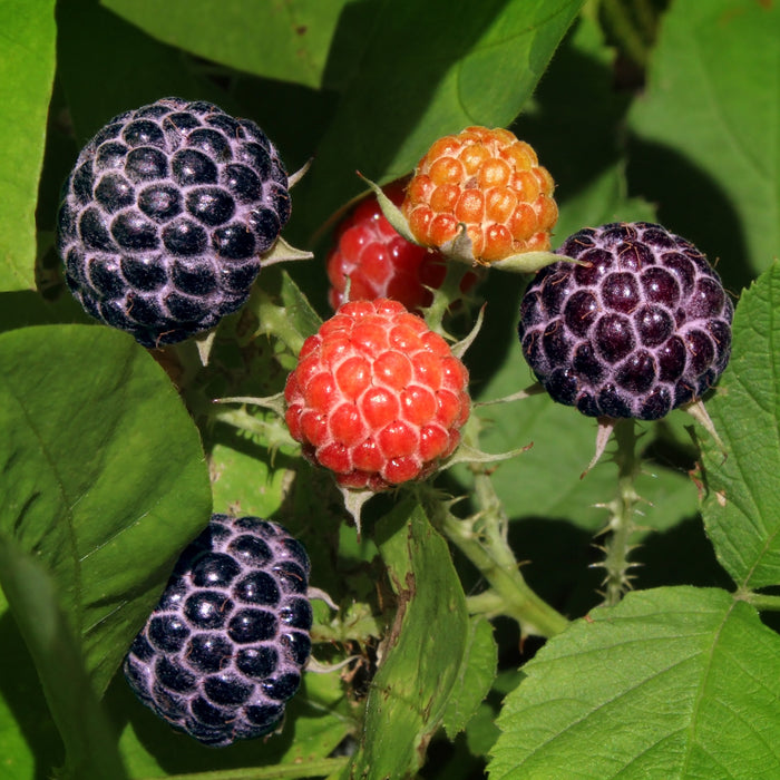 Glencoe Raspberry