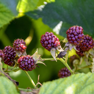 Glencoe Raspberry