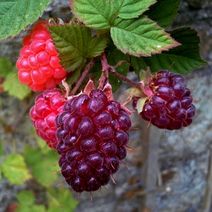 Glencoe Raspberry