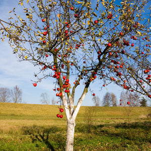 Red Delicious Apple GT