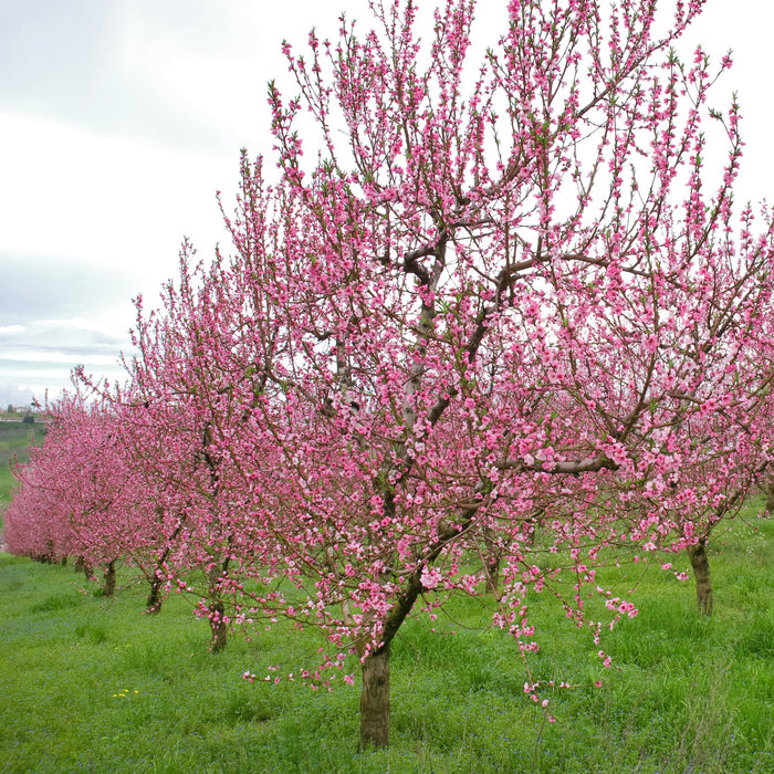 Reliance Peach Tree