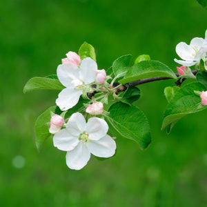 Copy of Rome Beauty Apple Tree