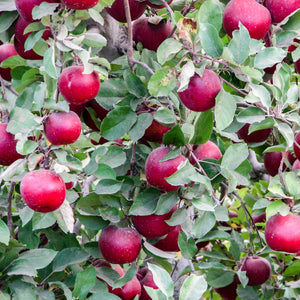 Copy of Rome Beauty Apple Tree