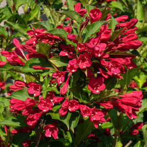 Ruby Red Weigela GT