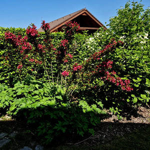 Ruby Red Weigela GT