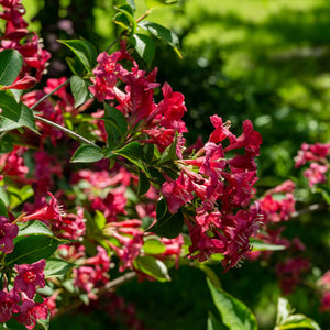 Ruby Red Weigela GT