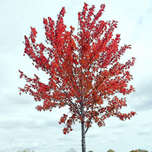 Red Maple Tree Bare Root