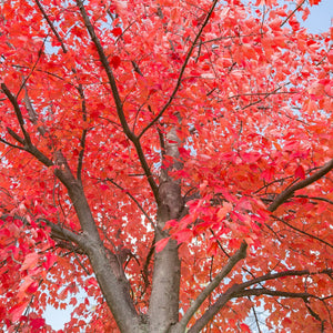 Red Sunset Maple Bare Root