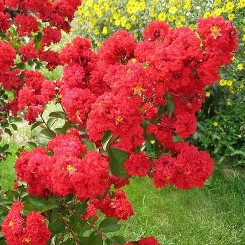 Red Crape Myrtle GT