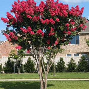 Red Crape Myrtle GT