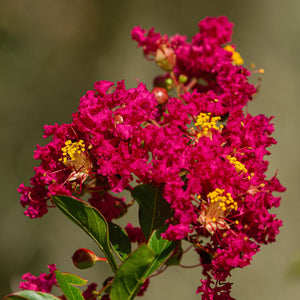 Red Crape Myrtle GT