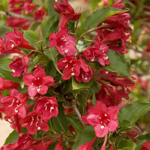 Red Prince Weigela Bare Root