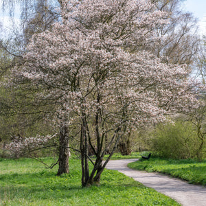 Juneberry Serviceberry GT