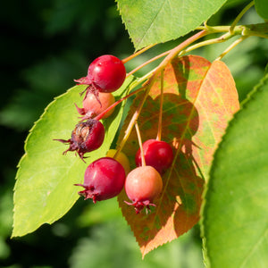 Juneberry Serviceberry Bare Root