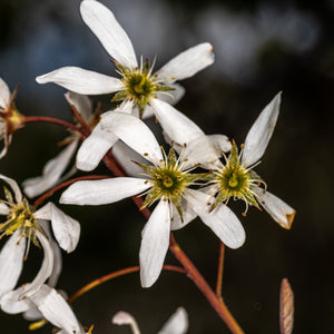 Autumn Brilliance Serviceberry