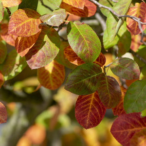 Autumn Brilliance Serviceberry
