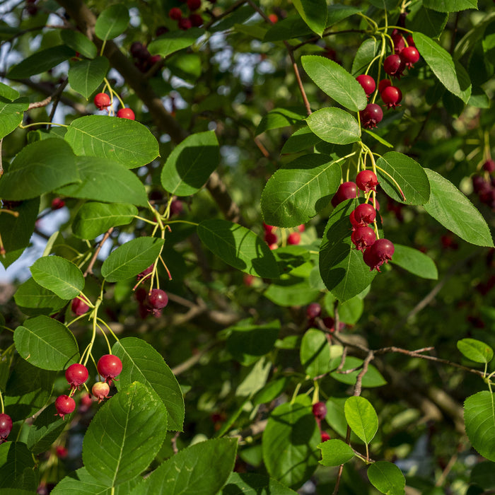 Autumn Brilliance Serviceberry