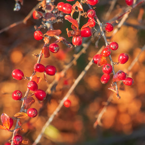 Fragrant Sumac Shrub