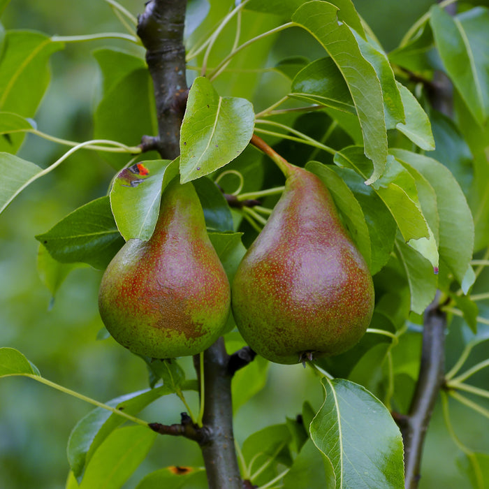 Summercrisp Pear GT