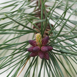 Table Mountain Pine