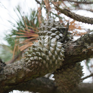 Table Mountain Pine