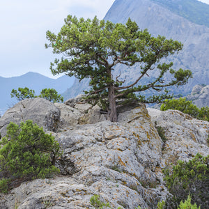 Table Mountain Pine